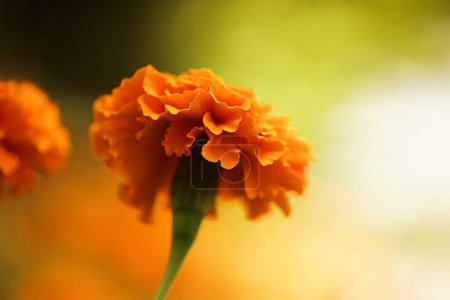 Téléchargez les photos : Fleur orange dans un champ - en image libre de droit