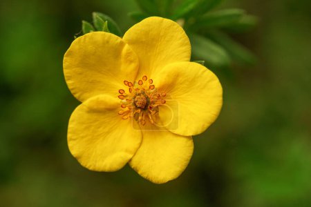 Téléchargez les photos : Fleur jaune dans un fiel - en image libre de droit
