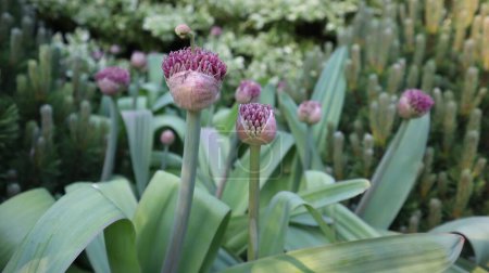 La naturaleza fue espléndida en mayo de 2024. El Real Jardín Botánico de Burlington es una visita obligada en primavera, que ofrece vibrantes exhibiciones de flores en flor, exuberante vegetación y paisajes serenos que cautivan a los visitantes..