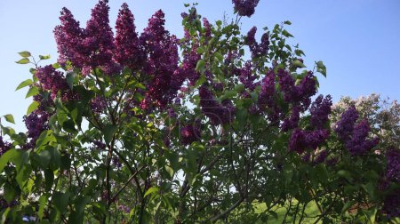 Im Mai 2024 zeigte sich die Natur von ihrer schönsten Seite. Der Royal Botanical Garden in Burlington ist im Frühling ein Muss und bietet eine lebendige Blumenpracht, üppiges Grün und ruhige Landschaften, die Besucher in ihren Bann ziehen.