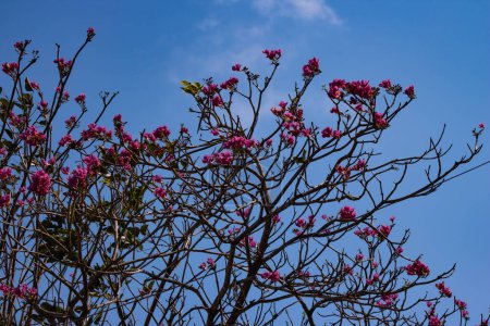 flor morada de Tabebuia rosea, flores