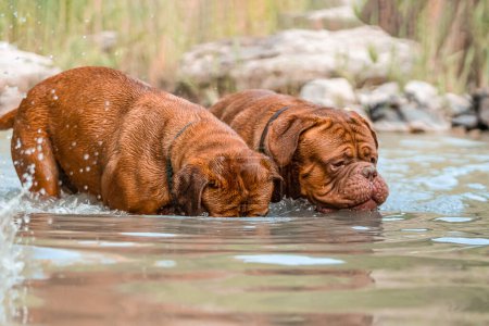 Photo for Two big dogs, Bordeaux Great Danes playing in the water. Two big dogs playing in the river - Royalty Free Image