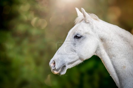 Téléchargez les photos : Tête de cheval blanc sur fond vert avec un bokeh distinctif. - en image libre de droit