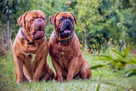 Téléchargez les photos : Deux Danois bordelais, une femelle et un chien assis dehors dans l'herbe - en image libre de droit