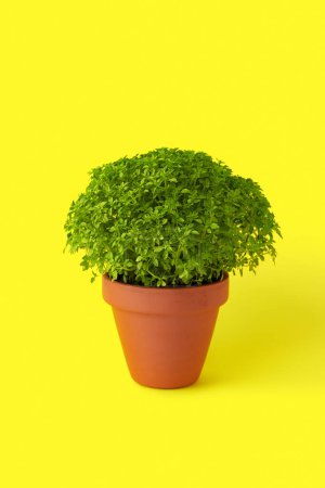 Manjerico potted plant on yellow background. Traditional decor for festival San Juan