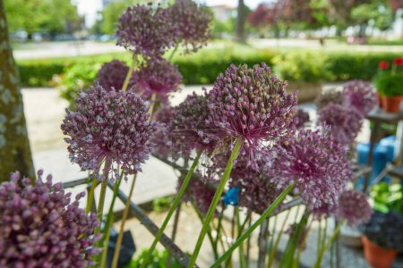 Purple allium flowers in focus with a blurred garden background for summer festival in June San Juan, Portugal