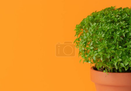 Manjerico Topfpflanze auf orangefarbenem Hintergrund. Traditionelles Dekor für das Festival San Juan