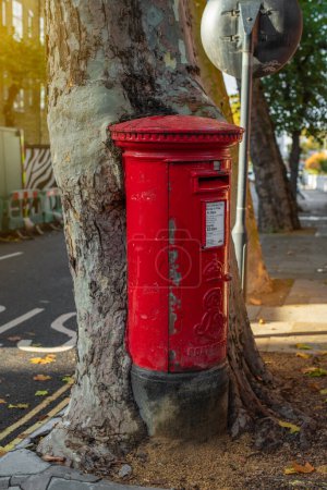 Téléchargez les photos : A tree grows into a traditional red post box in Kensington on a sunny autumn day. - en image libre de droit