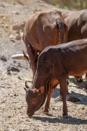 Foto de Retrato de cerca de Watusi. El ganado Ancole está comiendo del suelo en un caluroso día soleado de verano. Isla de Fuerteventura, Islas Canarias, España. - Imagen libre de derechos