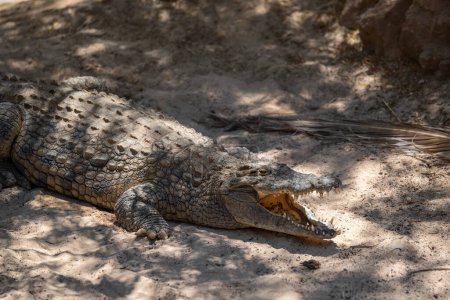 Foto de Retrato de cerca del Cocodrilo del Nilo (Crocodylus niloticus) con la boca abierta cerca de un estanque en un día soleado de verano. Fuerteventura, Islas Canarias, España. - Imagen libre de derechos