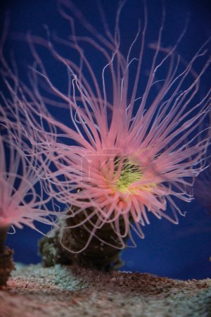 Foto de A través de la vista de cristal de anémonas de mar rosadas con tentáculos en agua pura de oceanario sobre fondo azul - Imagen libre de derechos