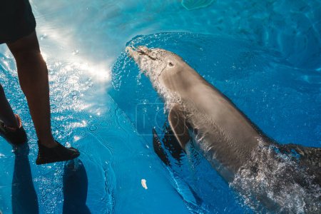Téléchargez les photos : Formateur anonyme à angle élevé pratiquant des tours avec des dauphins nageant dans l'eau de la piscine le jour ensoleillé - en image libre de droit