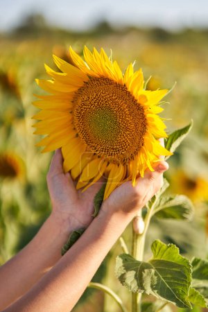Photo for Crop anonymous child with bright yellow sunflower in agricultural field on sunny day in countryside - Royalty Free Image