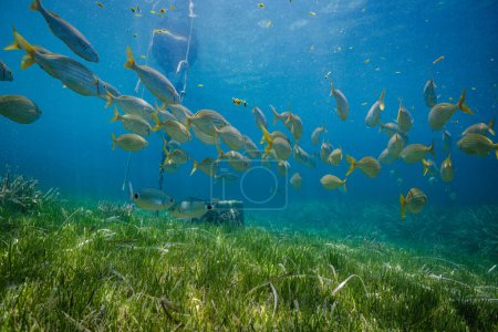 Téléchargez les photos : École de poissons exotiques nageant sous-marine avec herbe verte luxuriante par une journée ensoleillée près de la roche et de la chaîne du bateau - en image libre de droit