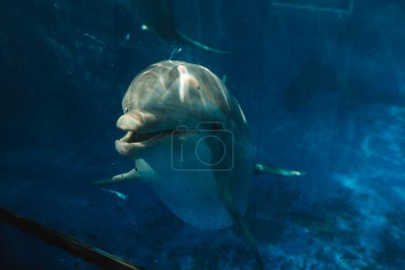 Foto de A través de la vista de cristal de los grandes delfines grises nadando en el agua azul transparente del acuario en el oceanario - Imagen libre de derechos