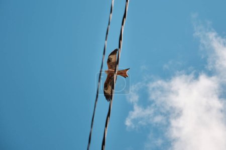 Téléchargez les photos : De dessous de cerf-volant rouge capturé entre les fils électriques volant sous le ciel nuageux bleu par une journée ensoleillée - en image libre de droit