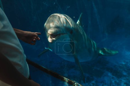 Foto de Cultivo anónimo masculino en ropa casual apuntan a delfín divertido mientras pasa tiempo en el oceanario - Imagen libre de derechos