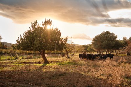 Foto de Manada de vacas domésticas pastando en prados cerca de árboles bajo el cielo nublado con majestuoso atardecer en el campo - Imagen libre de derechos