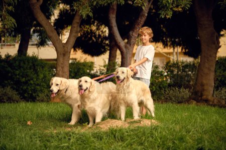 Foto de Alegre niño preadolescente caminando con paquete de perros Golden Retriever mullidos con correas en el parque de verano - Imagen libre de derechos