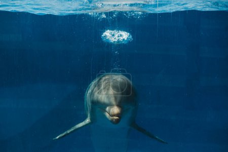 Foto de Vista submarina del delfín gris nadando en la piscina con agua azul clara - Imagen libre de derechos