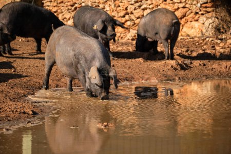 Photo for Herd of black Iberian pigs drinking water from puddle and digging mud while walking in dirty farmyard in countryside - Royalty Free Image