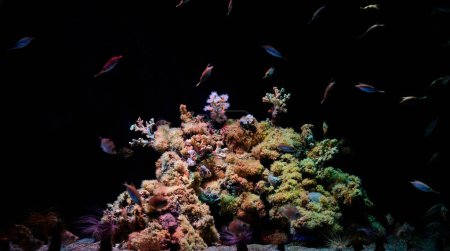 Foto de Pequeños peces exóticos multicolores flotando en aguas oscuras con hermosos arrecifes de coral en acuario submarino - Imagen libre de derechos
