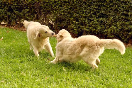 Téléchargez les photos : Fluffy drôle Golden Retriever chiens jouer ensemble sur prairie verte dans le parc en été - en image libre de droit