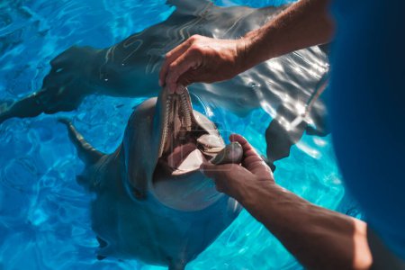 Foto de Ángulo alto de la persona anónima de la cosecha que comprueba los dientes del delfín mientras que nada en piscina con el agua clara azul - Imagen libre de derechos