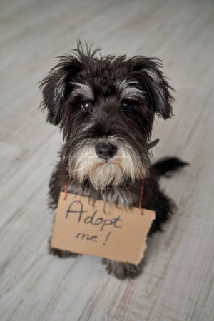 Photo for High angle of adorable Miniature Schnauzer dog with cardboard signboard with adopt me inscription sitting on floor - Royalty Free Image