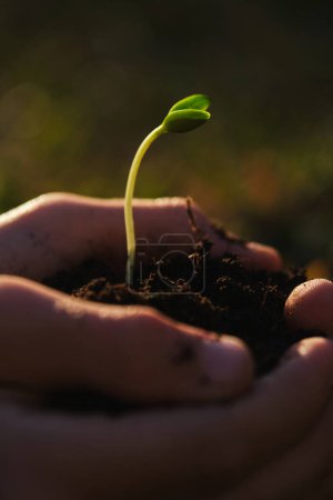 Téléchargez les photos : Cultiver jardinier méconnaissable montrant petite plante avec tige ondulée et feuilles vertes poussant dans le sol - en image libre de droit