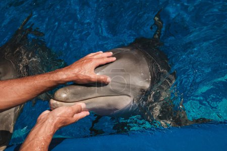Foto de Parte del cuerpo del entrenador masculino anónimo acariciando bozal de delfín lindo cerca de la piscina en el parque acuático en el día de verano - Imagen libre de derechos