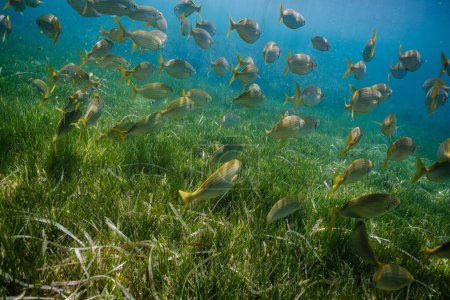 Téléchargez les photos : Poissons exotiques Salema porgy nageant dans de l'eau de mer bleue propre près des récifs coralliens pendant la journée - en image libre de droit