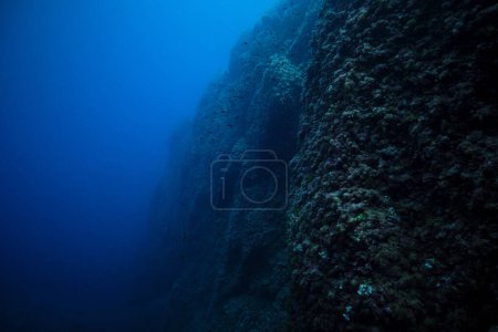 Téléchargez les photos : Paysage pittoresque de récif corallien massif sous l'eau bleue de l'océan profond dans la journée - en image libre de droit
