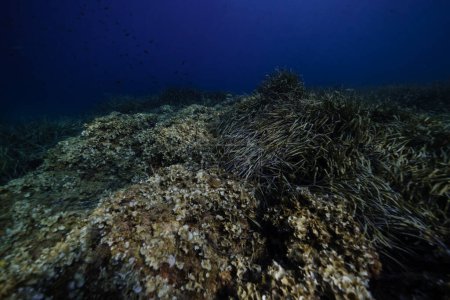 Foto de Arrecife de coral masivo con superficie rugosa y algas marinas bajo el agua azul del océano profundo - Imagen libre de derechos