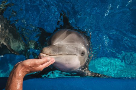 Téléchargez les photos : De dessus de la récolte bronzage entraîneur masculin caressant avec main dauphin mignon près de la piscine dans le zoo le jour ensoleillé - en image libre de droit