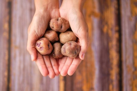 Photo for Top view of anonymous female demonstrating bunch of small potatoes in hands over wooden table - Royalty Free Image
