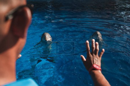 Foto de Cultivo anónimo macho en traje de baño de pie en la piscina y el entrenamiento de los delfines en el día soleado - Imagen libre de derechos