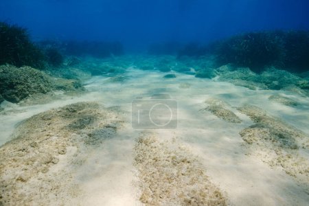 Foto de Pintoresca vista del fondo arenoso con plantas verdes y corales que crecen bajo agua de mar transparente - Imagen libre de derechos