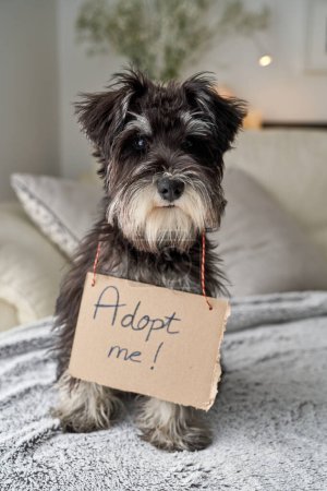 Photo for Purebred Miniature Schnauzer puppy with request adopt me on cardboard sitting on plaid sitting on plaid on couch - Royalty Free Image