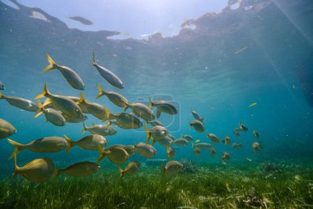 Téléchargez les photos : Rabirubie exotique poissons nageant sous l'eau près du fond vert herbeux tandis que le soleil brille à travers l'eau transparente - en image libre de droit