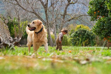Foto de Vista lateral a nivel del suelo del niño y el perro de raza pura con la lengua de pie en el prado contra los naranjos - Imagen libre de derechos