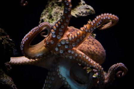 Photo for Closeup of common octopus or Octopus vulgaris floating in deep dark transparent seawater in oceanarium - Royalty Free Image