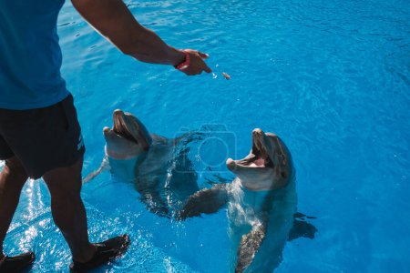 Téléchargez les photos : Angle élevé de culture entraîneur anonyme nourrir les dauphins pendant l'entraînement dans l'eau de la piscine par temps ensoleillé - en image libre de droit
