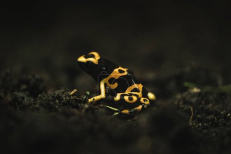 Téléchargez les photos : Petite grenouille lumineuse avec des taches jaunes et noires assises sur un sol sombre dans la nature - en image libre de droit