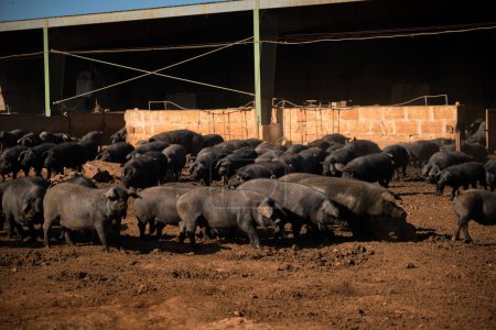 Foto de Manada de cerdos ibéricos negros tradicionales cavando tierra cerca de granero en tierras de cultivo fangosas en el campo - Imagen libre de derechos
