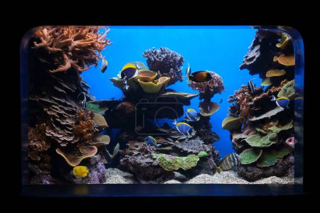 Photo for Shoal of tropical fish and natural corals located behind glass in water tank in oceanarium - Royalty Free Image