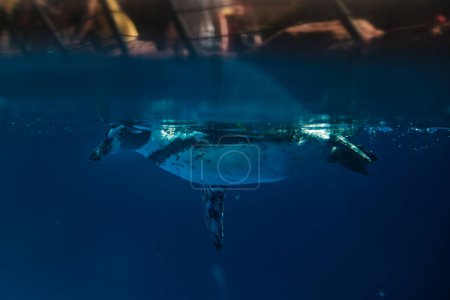 Téléchargez les photos : Vue latérale de l'adorable pingouin Humboldt avec abdomen blanc flottant sous l'eau claire de l'océan bleu profond par une journée ensoleillée - en image libre de droit