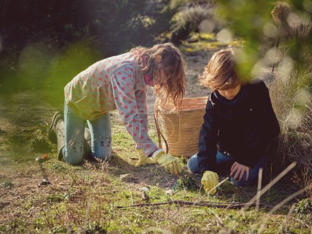 Téléchargez les photos : Adorables préadolescents ramassant des ordures et des déchets plastiques dans le panier dans la zone forestière au soleil - en image libre de droit