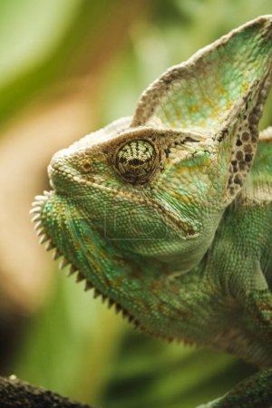Photo for Side view closeup of green lizard sitting on blurred background of nature - Royalty Free Image