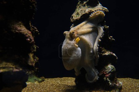 Foto de A través de la vista de cristal de pulpo con tentáculos curvos sobre piedra rugosa en acuario con agua transparente sobre fondo negro - Imagen libre de derechos